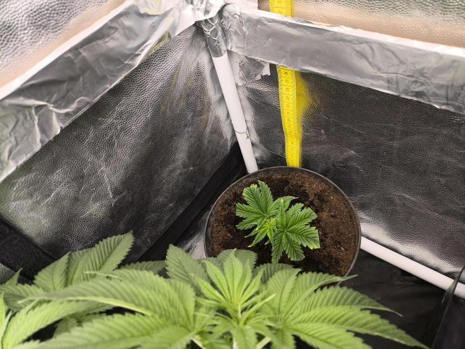 Zamnesia 2026 Plagron Eternity grow cup. Week 6