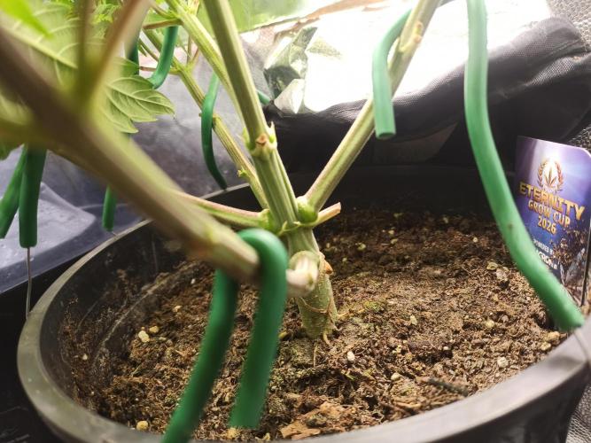 Zamnesia 2026 Plagron Eternity grow cup. Week 6