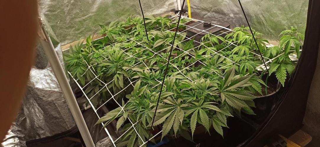 Zamnesia 2026 Plagron Eternity grow cup. Week 6