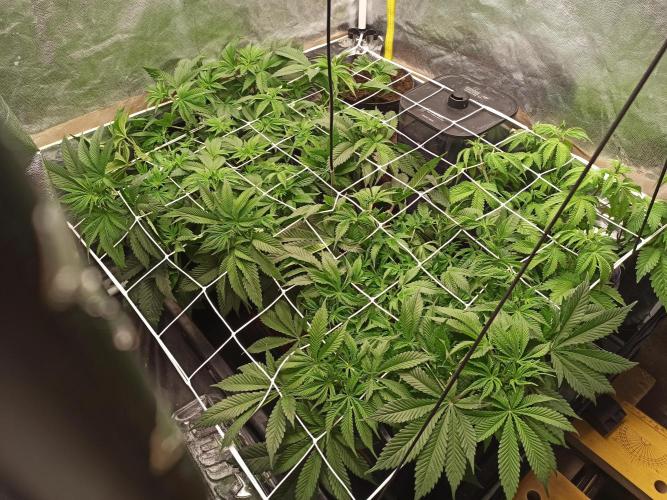 Zamnesia 2026 Plagron Eternity grow cup. Week 6