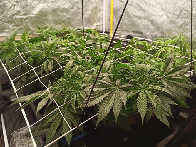 Zamnesia 2026 Plagron Eternity grow cup. Week 6