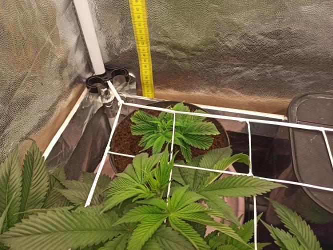 Zamnesia 2026 Plagron Eternity grow cup. Week 6