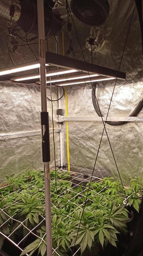 Zamnesia 2026 Plagron Eternity grow cup. Week 6