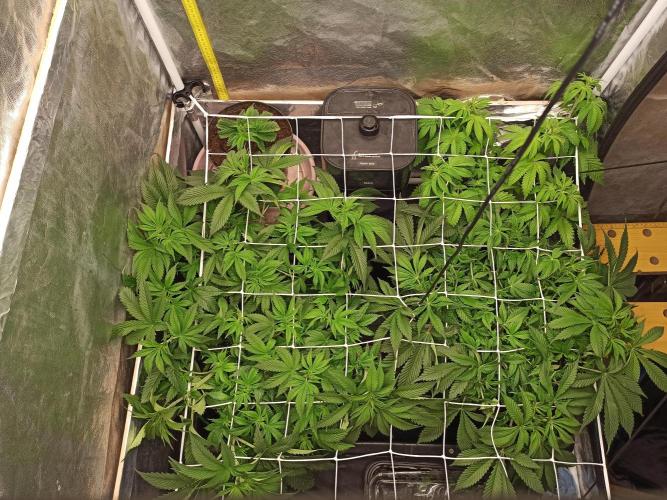 Zamnesia 2026 Plagron Eternity grow cup. Week 6