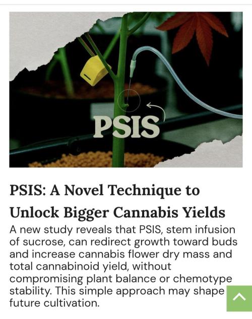 Zamnesia 2026 Plagron Eternity grow cup. Week 6