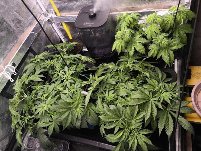 Zamnesia 2026 Plagron Eternity grow cup. Week 6 - Začátek prvního týdne květu 