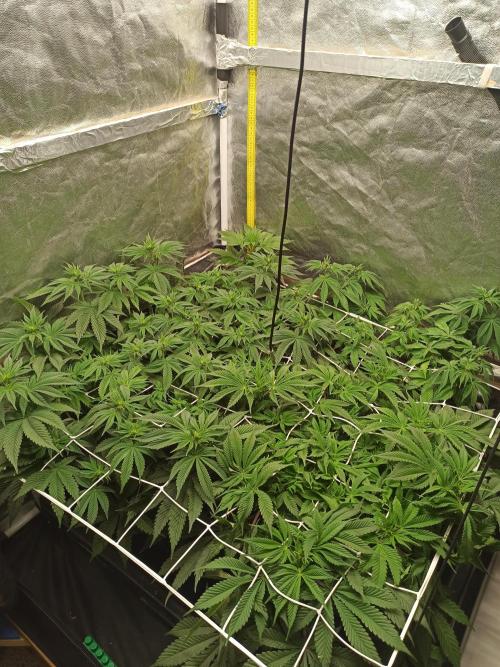 Zamnesia 2026 Plagron Eternity grow cup. Week 7