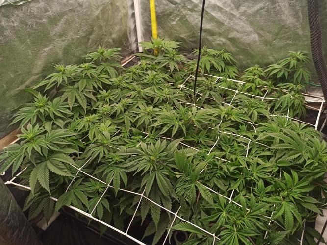 Zamnesia 2026 Plagron Eternity grow cup. Week 7