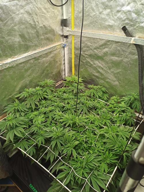 Zamnesia 2026 Plagron Eternity grow cup. Week 7