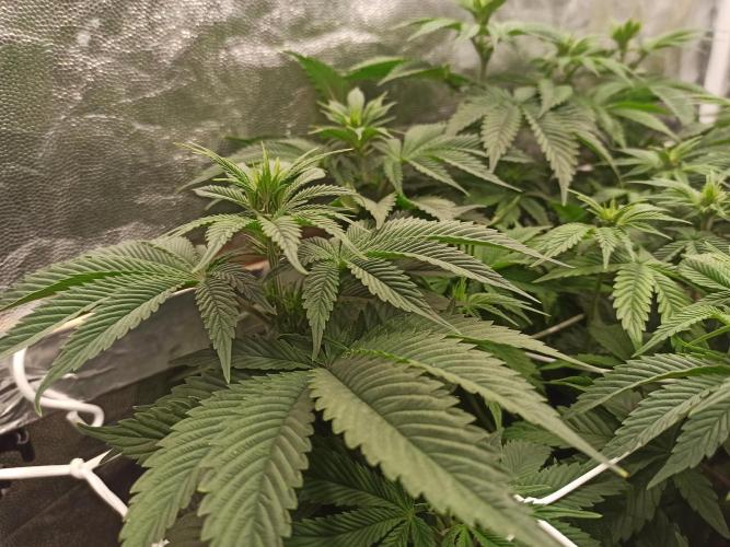 Zamnesia 2026 Plagron Eternity grow cup. Week 7