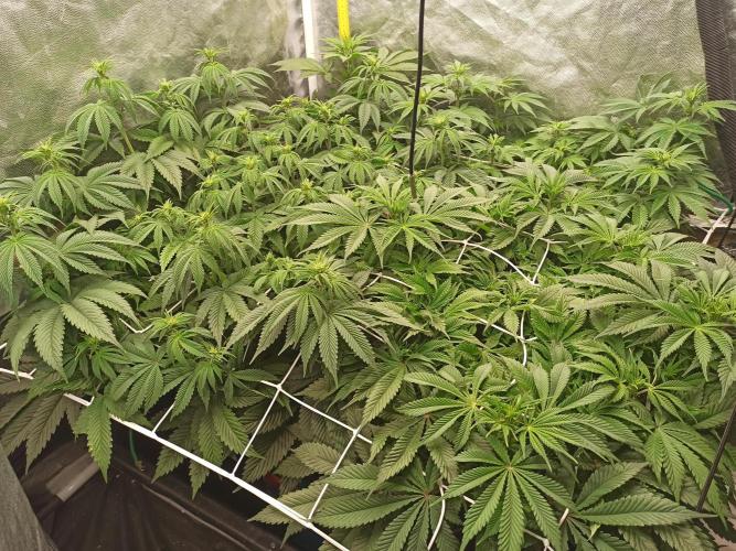 Zamnesia 2026 Plagron Eternity grow cup. Week 7 - 25.2.