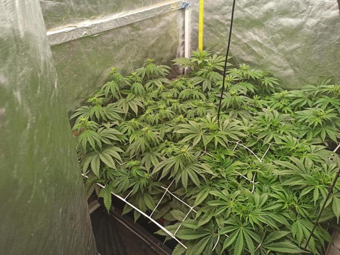 Zamnesia 2026 Plagron Eternity grow cup. Week 7 - 25.2.
