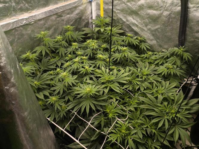 Zamnesia 2026 Plagron Eternity grow cup. Week 8