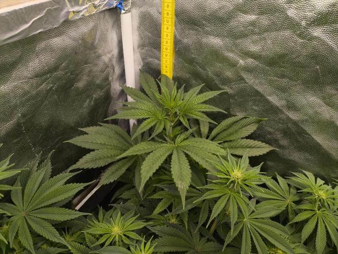 Zamnesia 2026 Plagron Eternity grow cup. Week 8 - Řízek z topu
