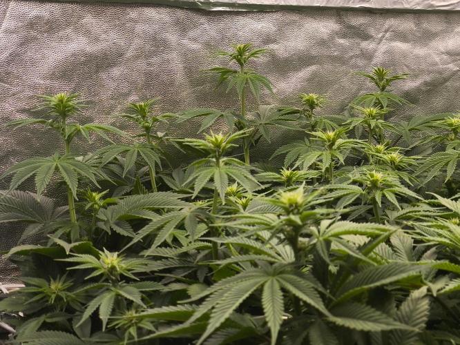 Zamnesia 2026 Plagron Eternity grow cup. Week 8