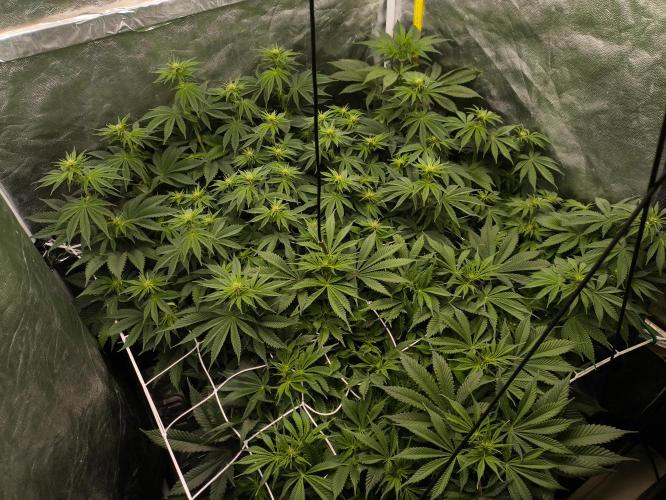 Zamnesia 2026 Plagron Eternity grow cup. Week 8