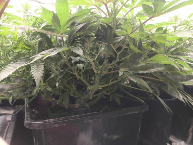 Zamnesia 2026 Plagron Eternity grow cup. Week 8