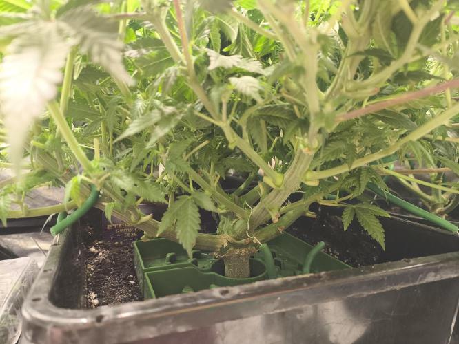 Zamnesia 2026 Plagron Eternity grow cup. Week 8