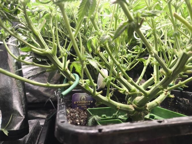 Zamnesia 2026 Plagron Eternity grow cup. Week 8
