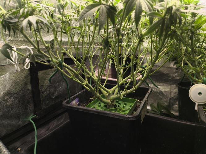 Zamnesia 2026 Plagron Eternity grow cup. Week 8
