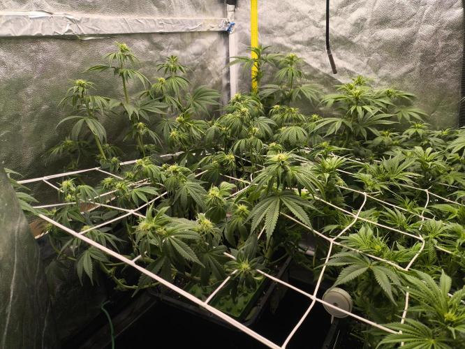 Zamnesia 2026 Plagron Eternity grow cup. Week 8