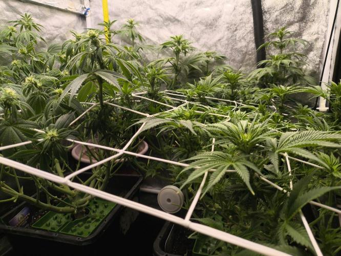 Zamnesia 2026 Plagron Eternity grow cup. Week 8