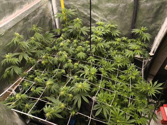 Zamnesia 2026 Plagron Eternity grow cup. Week 8