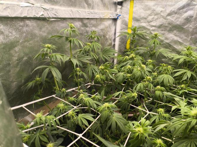 Zamnesia 2026 Plagron Eternity grow cup. Week 8