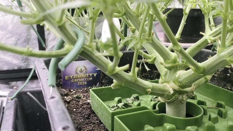 Zamnesia 2026 Plagron Eternity grow cup