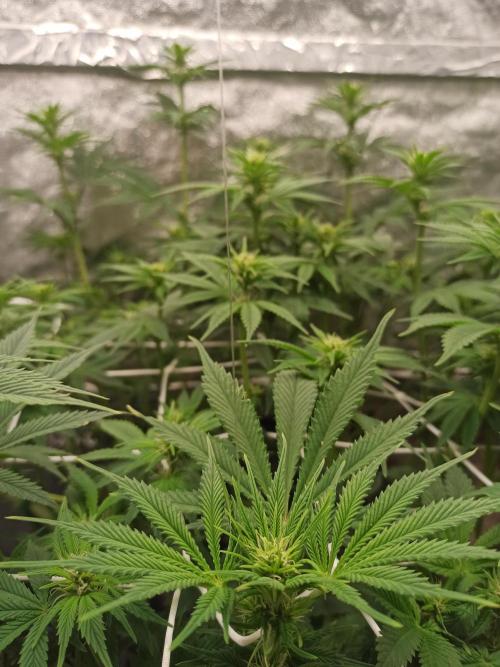 Zamnesia 2026 Plagron Eternity grow cup. Week 8