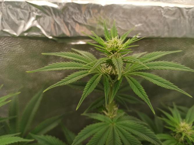 Zamnesia 2026 Plagron Eternity grow cup. Week 8
