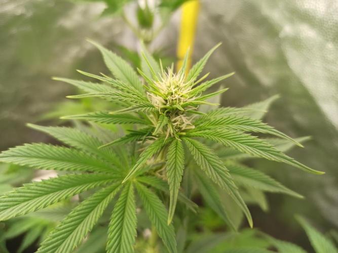 Zamnesia 2026 Plagron Eternity grow cup. Week 8