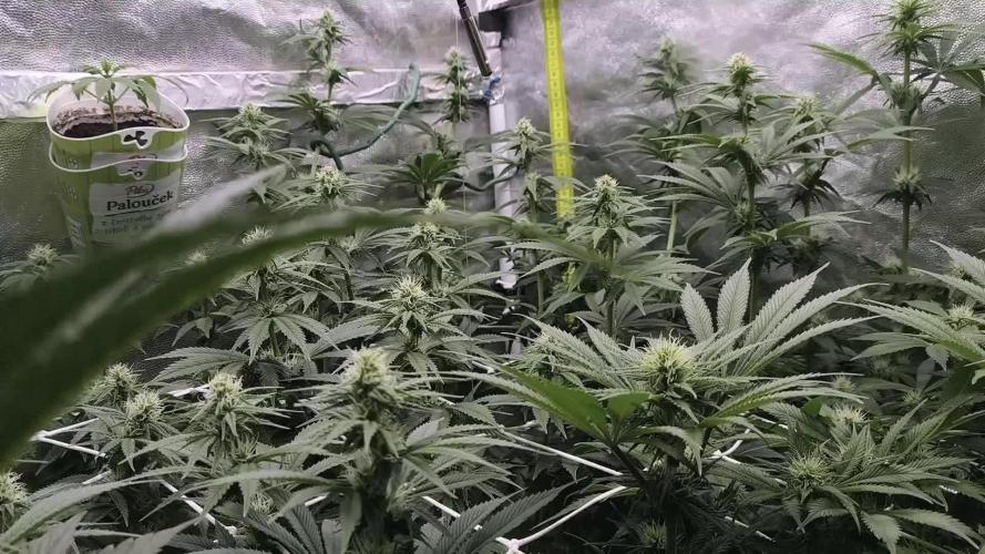 Zamnesia 2026 Plagron Eternity grow cup
