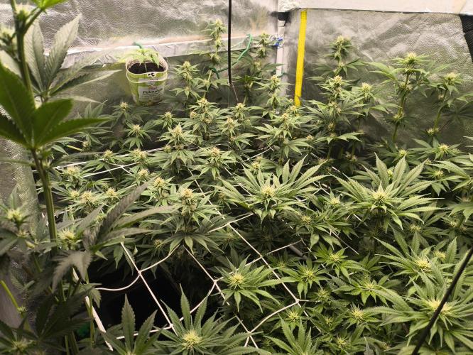 Zamnesia 2026 Plagron Eternity grow cup. Week 9
