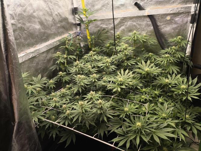 Zamnesia 2026 Plagron Eternity grow cup. Week 9 - Začátek týdne*