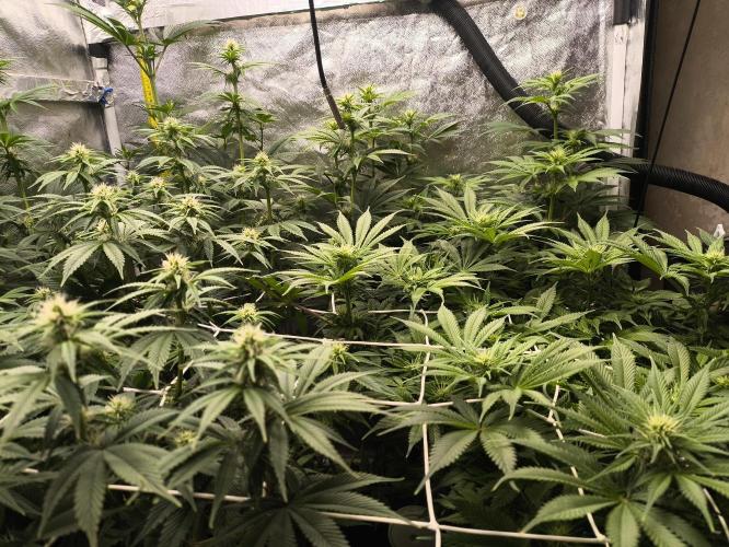 Zamnesia 2026 Plagron Eternity grow cup. Week 9 - *