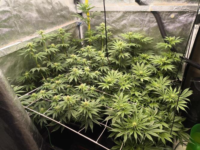 Zamnesia 2026 Plagron Eternity grow cup. Week 9 - *