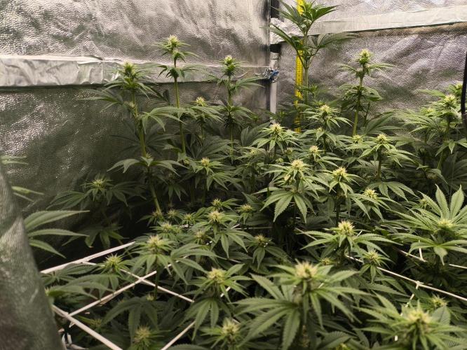 Zamnesia 2026 Plagron Eternity grow cup. Week 9 - *