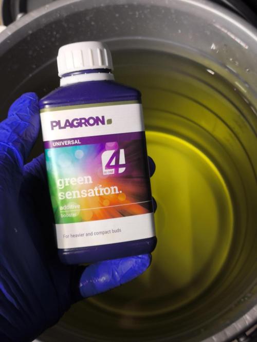 Zamnesia 2026 Plagron Eternity grow cup. Week 9