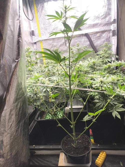 Zamnesia 2026 Plagron Eternity grow cup. Week 9