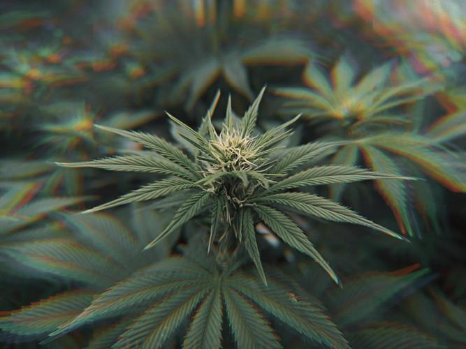 Zamnesia 2026 Plagron Eternity grow cup. Week 9