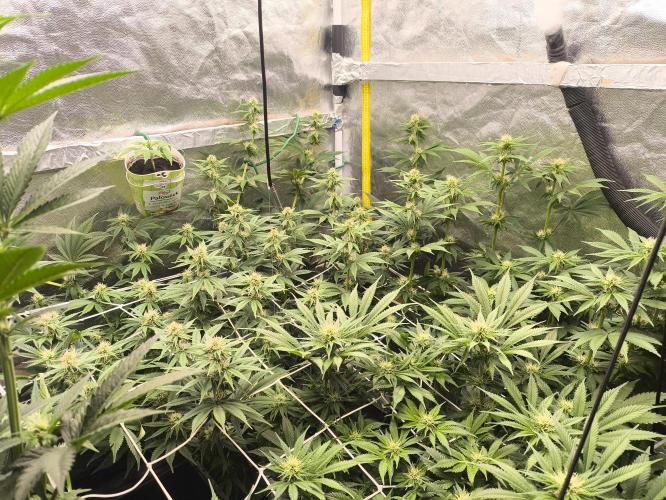 Zamnesia 2026 Plagron Eternity grow cup. Week 9