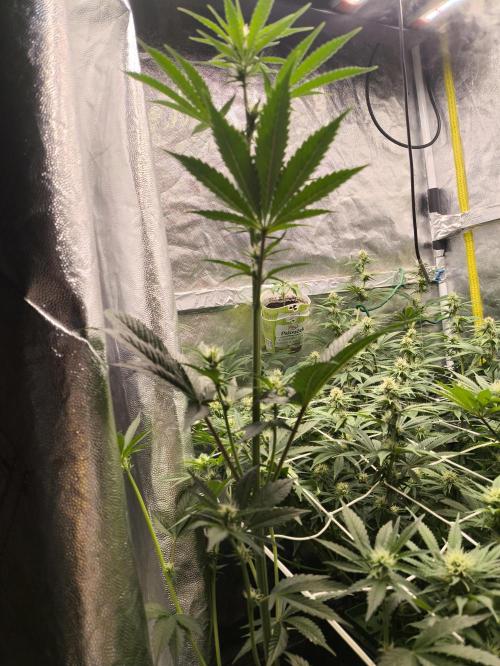 Zamnesia 2026 Plagron Eternity grow cup. Week 9