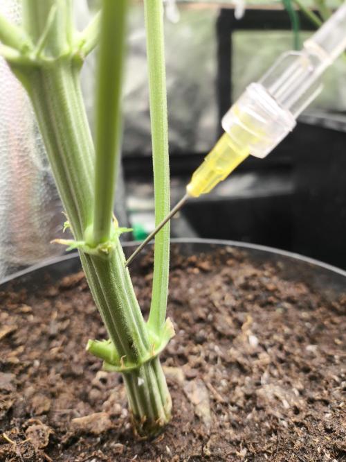 Zamnesia 2026 Plagron Eternity grow cup. Week 9 - Roztok sacharózy 20%, pokus č.1