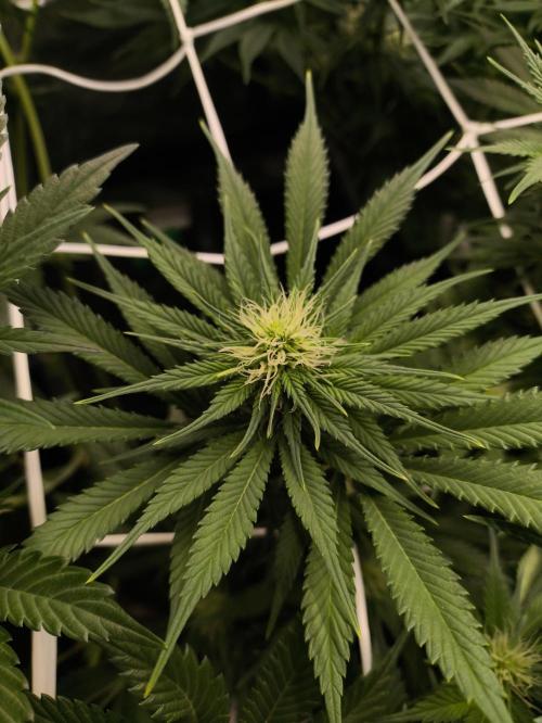 Zamnesia 2026 Plagron Eternity grow cup. Week 9
