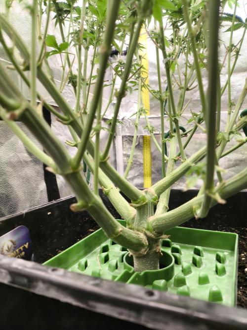 Zamnesia 2026 Plagron Eternity grow cup. Week 9