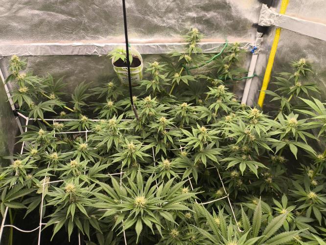 Zamnesia 2026 Plagron Eternity grow cup. Week 9
