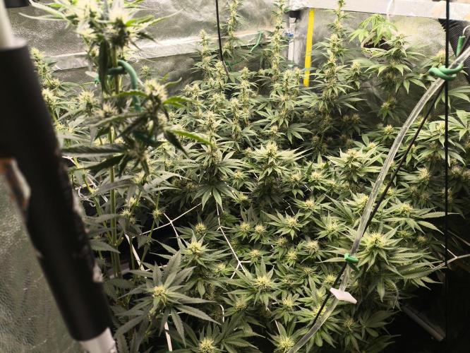 Zamnesia 2026 Plagron Eternity grow cup. Week 10