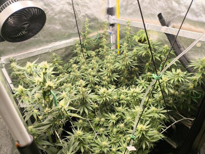 Zamnesia 2026 Plagron Eternity grow cup. Week 10