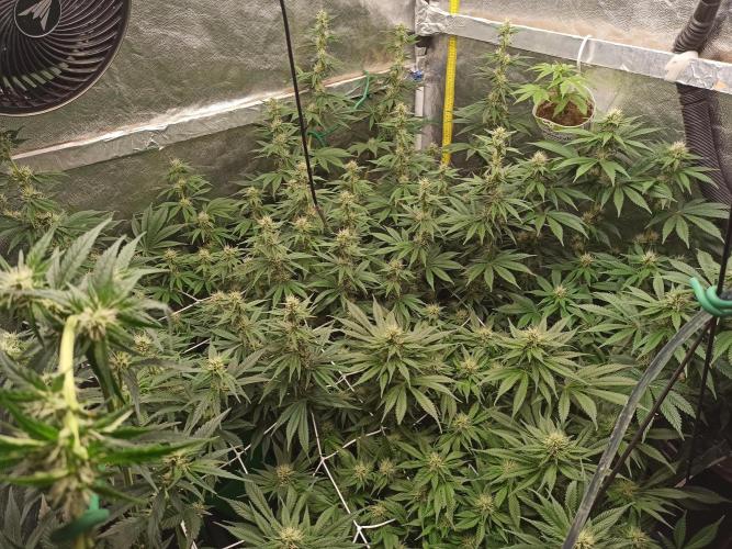Zamnesia 2026 Plagron Eternity grow cup. Week 10